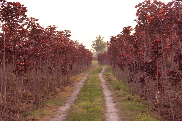 紅葉楊基地紅葉楊苗木(mù)圖片