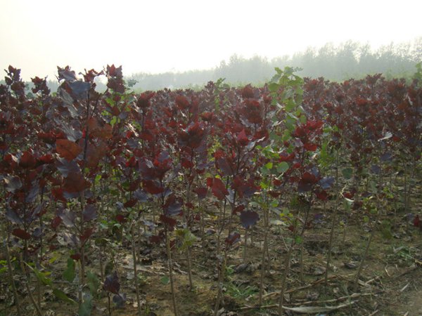 紅葉楊基地紅葉楊苗木(mù)圖片