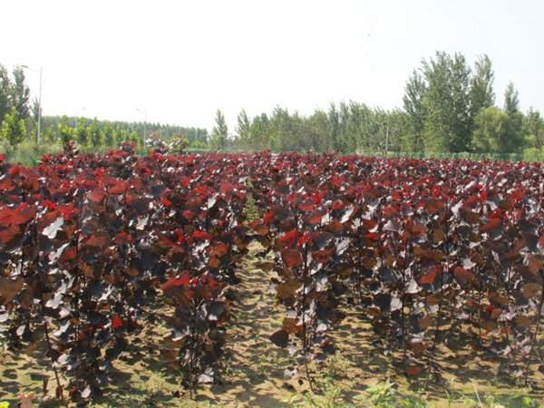 紅葉楊基地紅葉楊苗木(mù)圖片
