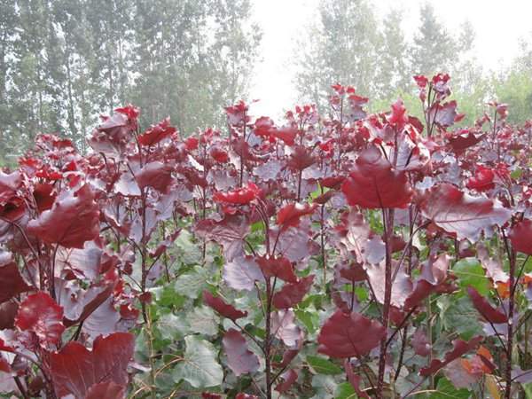 紅葉楊基地紅葉楊苗木(mù)圖片