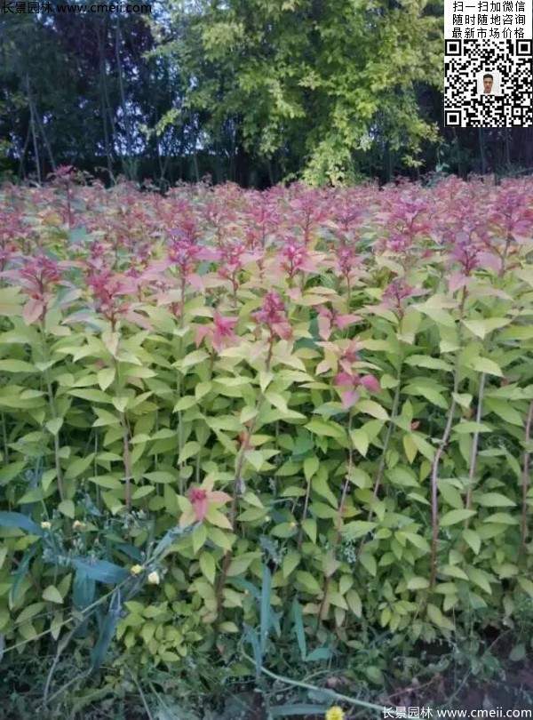 粉花(huā)繡線(xiàn)菊基地圖片