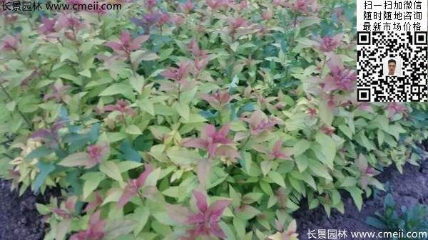粉花(huā)繡線(xiàn)菊基地圖片