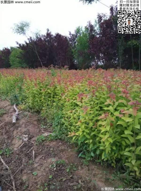 粉花(huā)繡線(xiàn)菊基地圖片