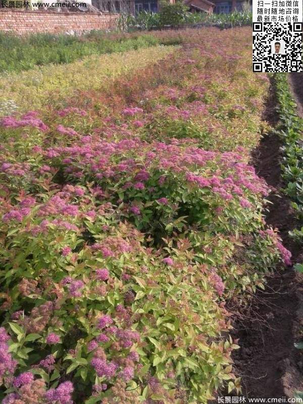粉花(huā)繡線(xiàn)菊基地圖片