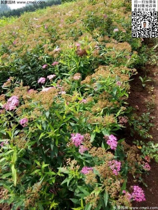 粉花(huā)繡線(xiàn)菊基地圖片