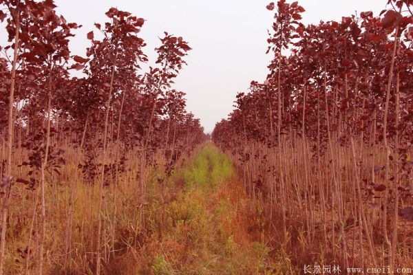 紅葉楊基地紅葉楊苗木(mù)圖片