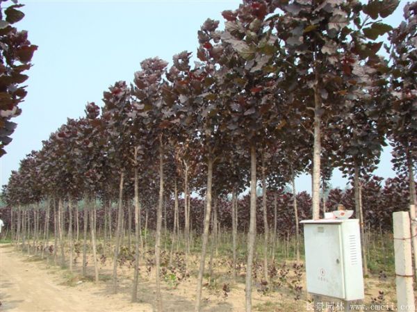 紅葉楊基地紅葉楊苗木(mù)圖片