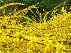 連翹小(xiǎo)苗