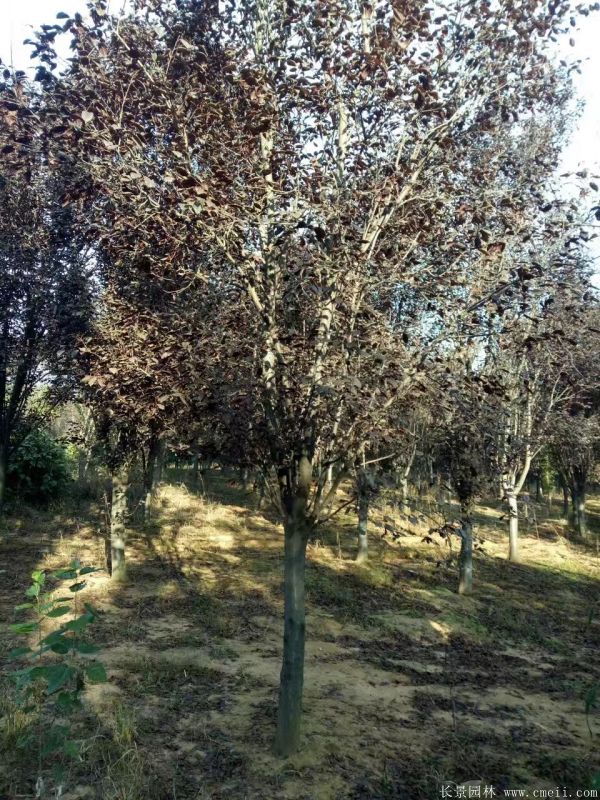 紅葉李圖片基地實拍 紅葉李圖片基地實拍