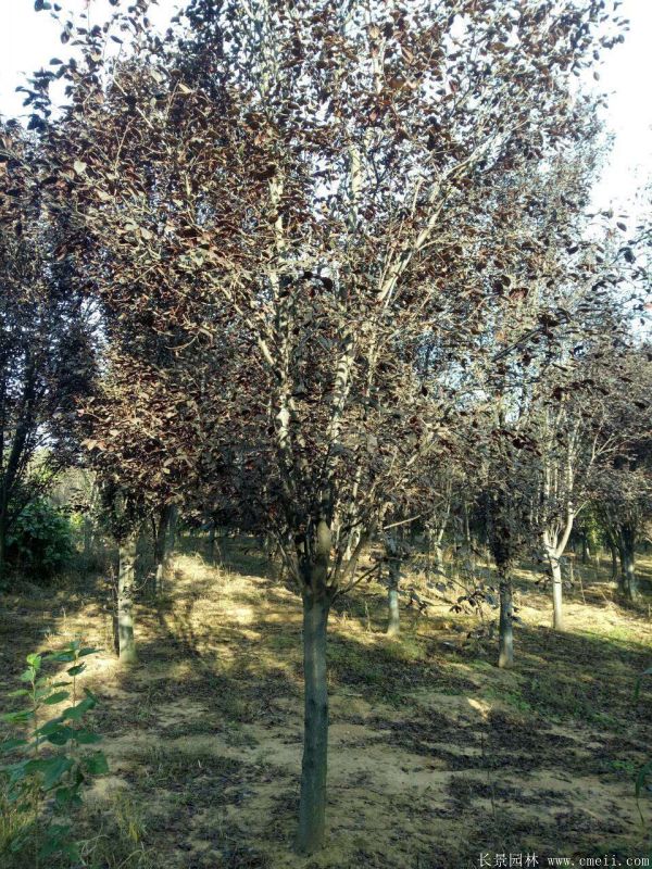 紅葉李圖片基地實拍 紅葉李圖片基地實拍