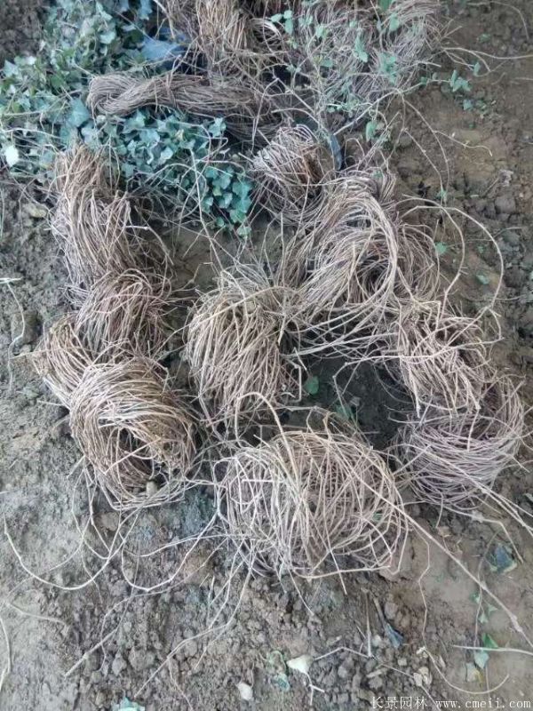 爬山(shān)虎苗圖片基地實拍