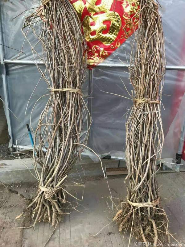 爬山(shān)虎苗圖片基地實拍