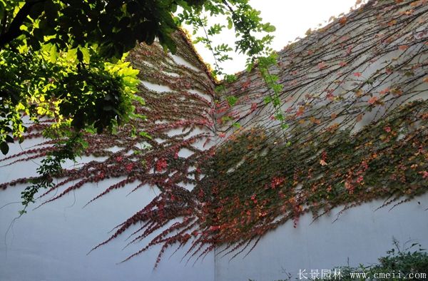 爬山(shān)虎苗圖片基地實拍