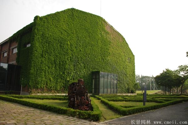 爬山(shān)虎苗圖片基地實拍