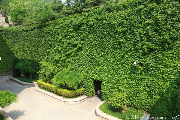 爬山(shān)虎苗圖片基地實拍
