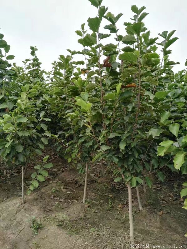 紫玉蘭小(xiǎo)苗圖片基地實拍