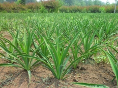 劍麻小(xiǎo)苗