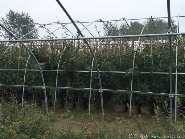 藤本月季圖片基地實拍 藤本月季圖片基地實拍
