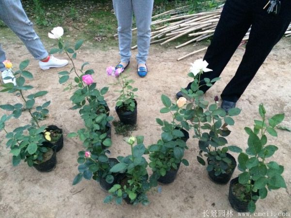 月季花(huā)圖片基地實拍