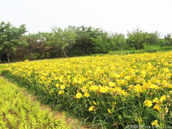 金娃娃萱草(cǎo)圖片基地實拍