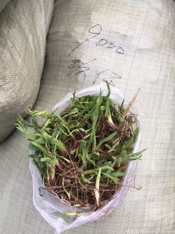 金娃娃萱草(cǎo)圖片基地實拍