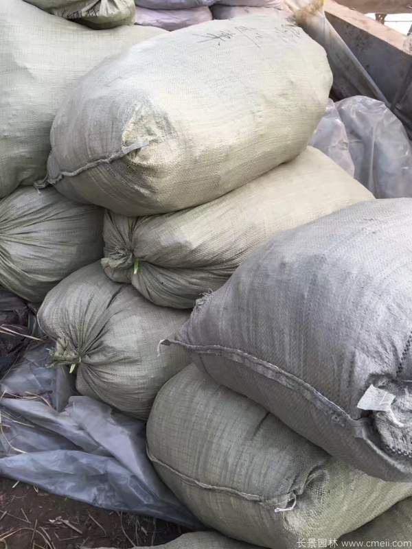金娃娃萱草(cǎo)圖片基地實拍