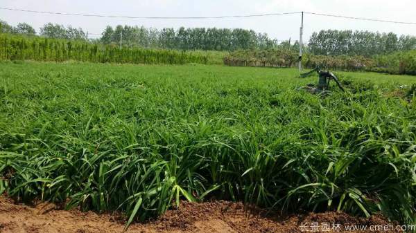 金娃娃萱草(cǎo)圖片基地實拍