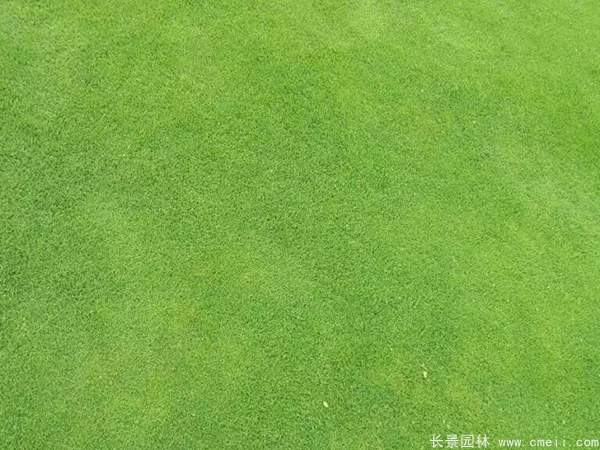 草(cǎo)坪圖片